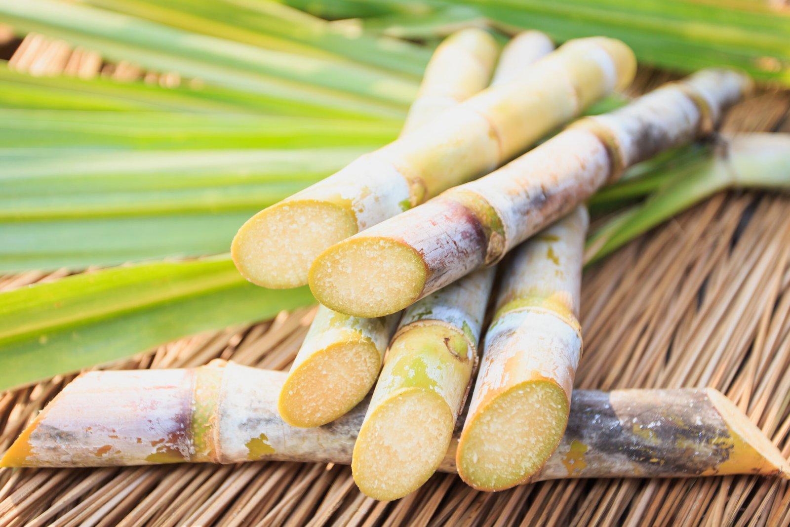 Copy of Sugar Cane